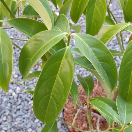 Cornus angustata 'Empress of China' - foliage