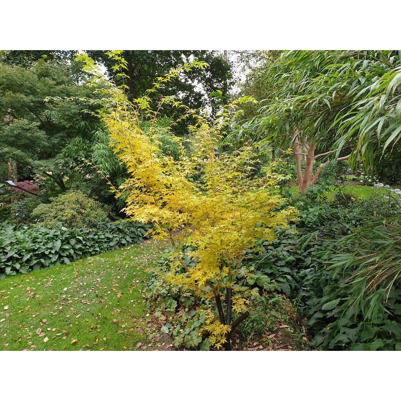 Acer palmatum 'Bi-hoo' - autumn colour