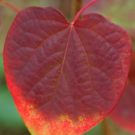 Disanthus cercidifolius Disanthus cercidifolius