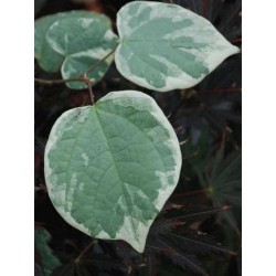 Disanthus cercidifolius 'Ena-nishiki' - summer leaves