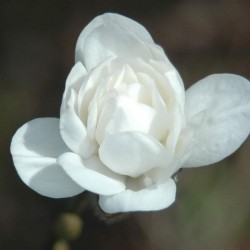 Magnolia x loebneri 'Mag's Pirouette' - Spring flowers opening