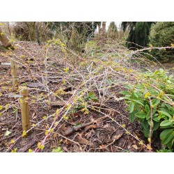 Rubus cockburnianus 'Golden Vale' - white stems in late winter