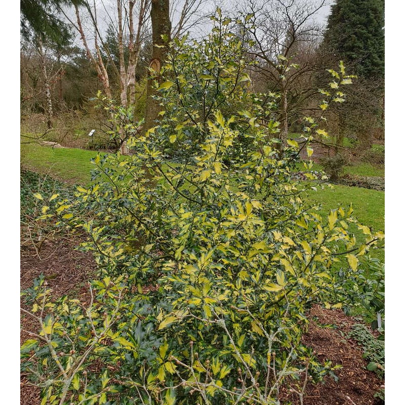 Ilex aquifolium 'Calypso' - established 10 year old plant