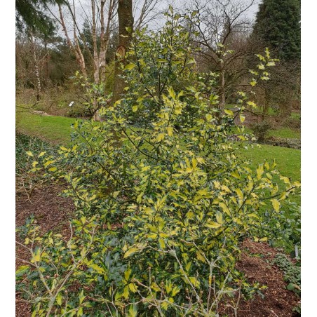 Ilex aquifolium 'Calypso' - established 10 year old plant