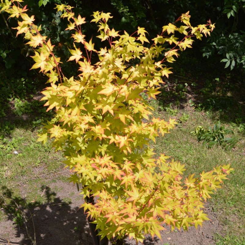 Acer palmatum 'Summer Gold' - leaves in late summer / early autumn