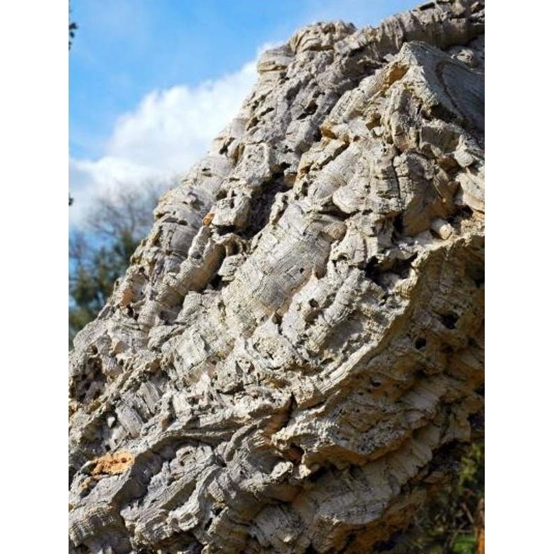 Quercus suber - thick corky bark Quercus suber - thick corky bark