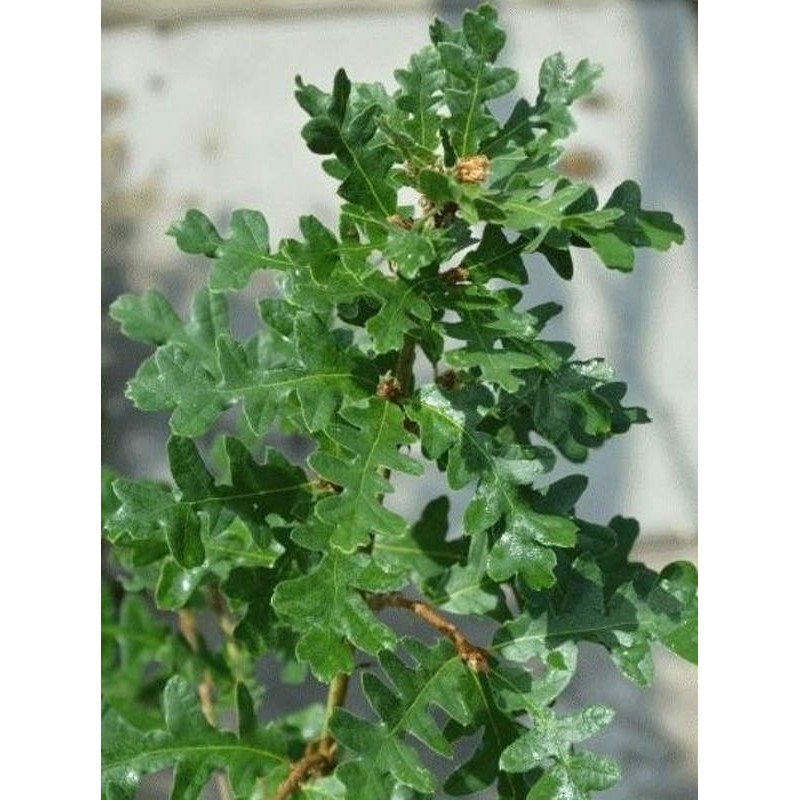 Quercus cerris - close up of leaves