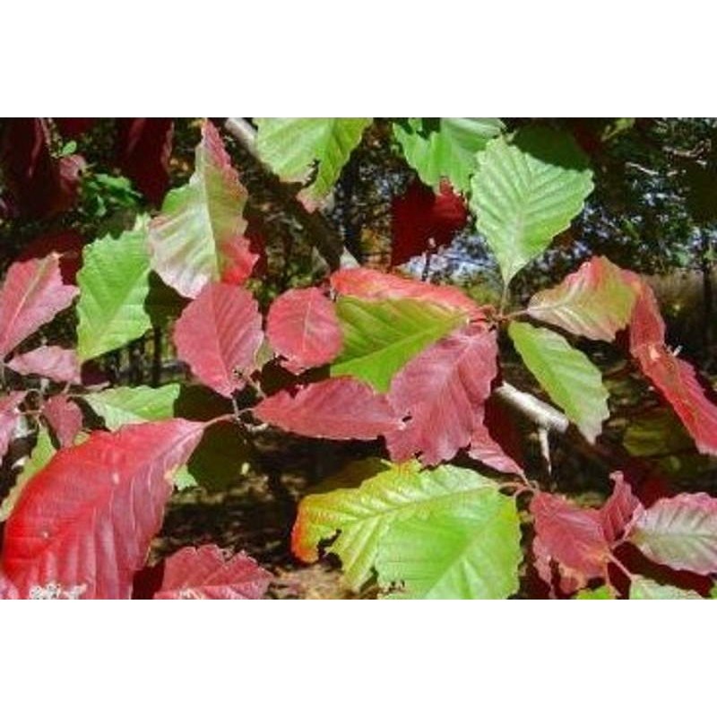 Quercus michauxii - autumn colour