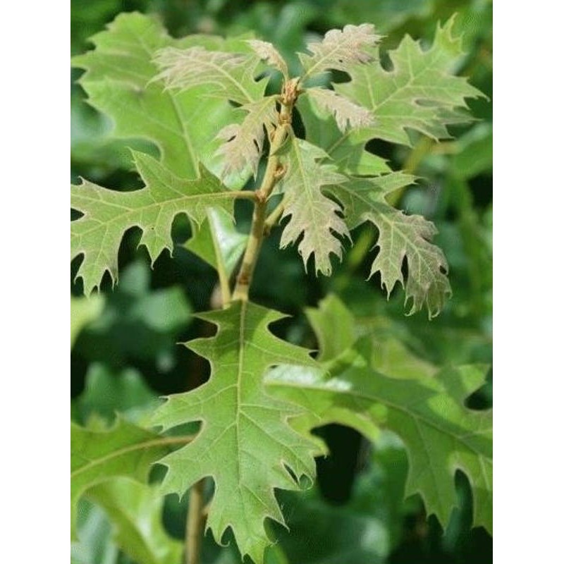 Quercus velutina - close up of leaves Quercus velutina - close up of leaves