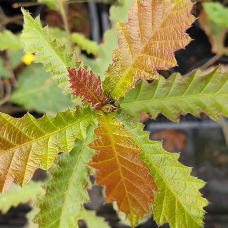 Quercus castaneifolia - young leaves Quercus castaneifolia - young leaves