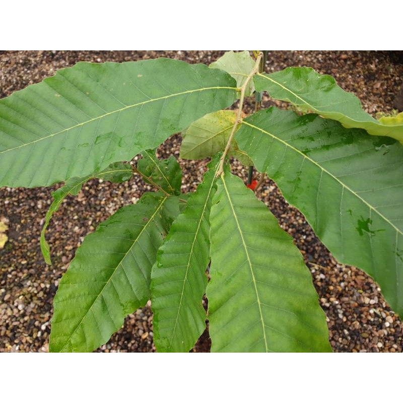 Quercus variabilis - summer leaves Quercus variabilis - summer leaves