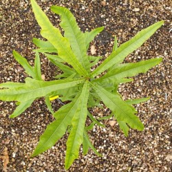 Quercus hemisphaerica - leaves