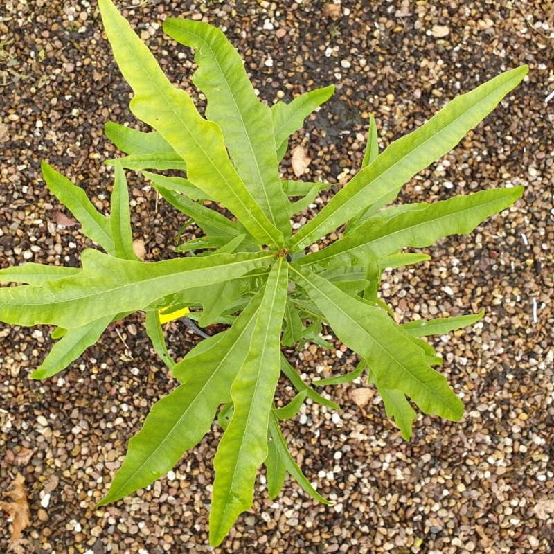 Quercus hemisphaerica - leaves Quercus hemisphaerica - leaves