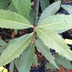 Quercus lanata - close up of leaves