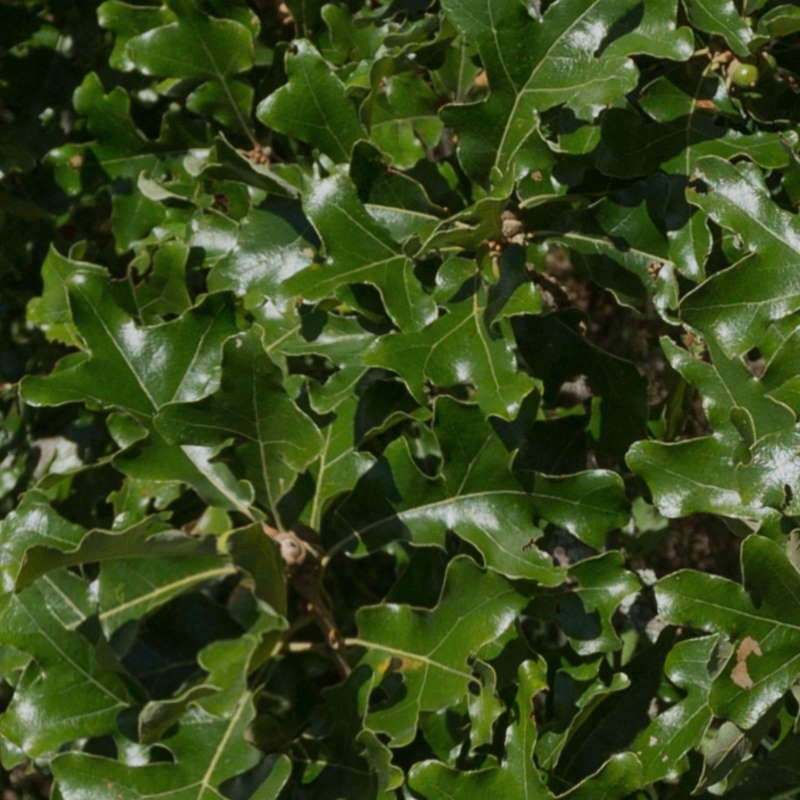 Quercus stellata - leaves