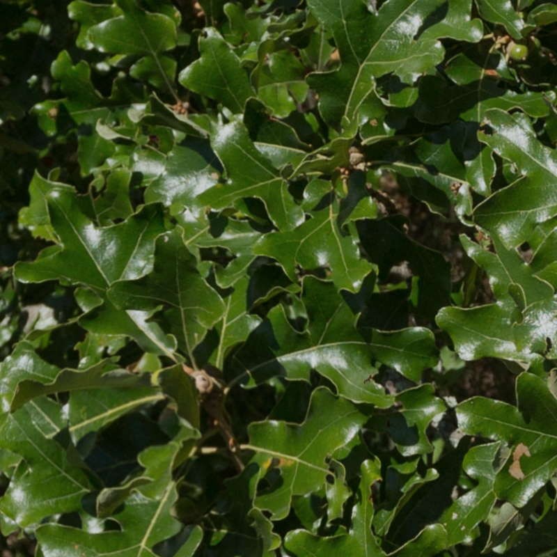 Quercus stellata - leaves Quercus stellata - leaves