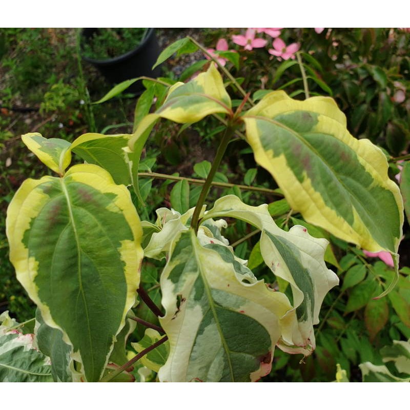 Cornus kousa 'Tri Splendour' - variegated leaves