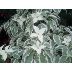 Cornus kousa 'Laura' - variegated leaves in summer