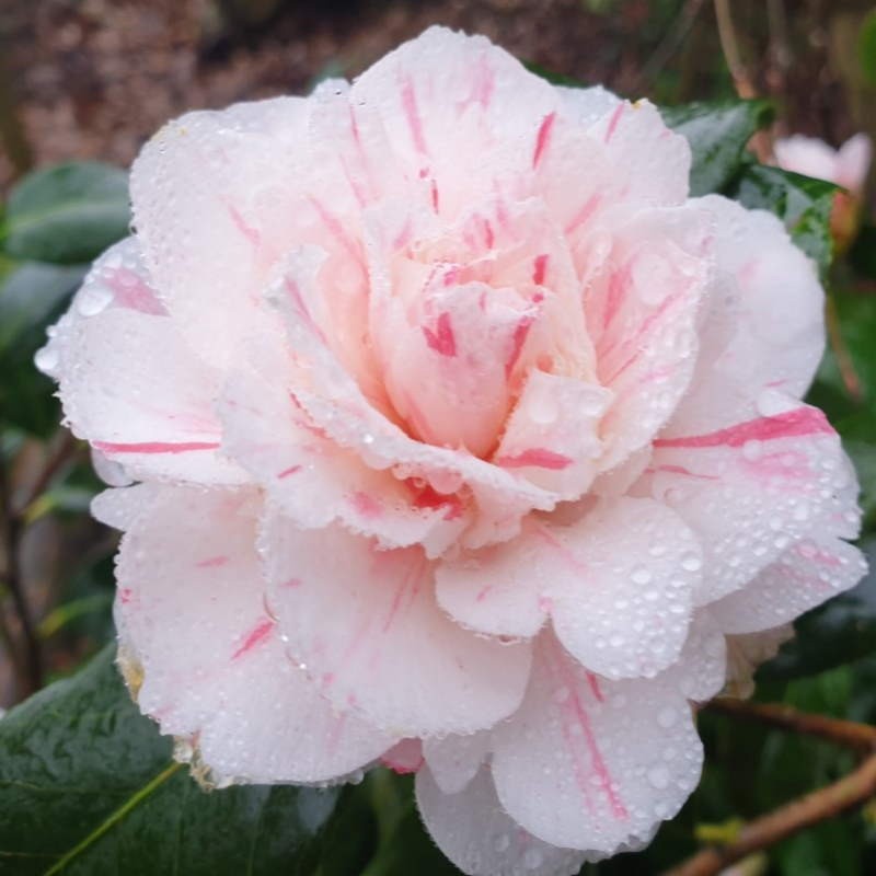 Camellia japonica 'William Honey' - flower