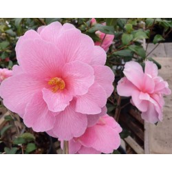 Camellia x williamsii 'Donation' - spring flowers