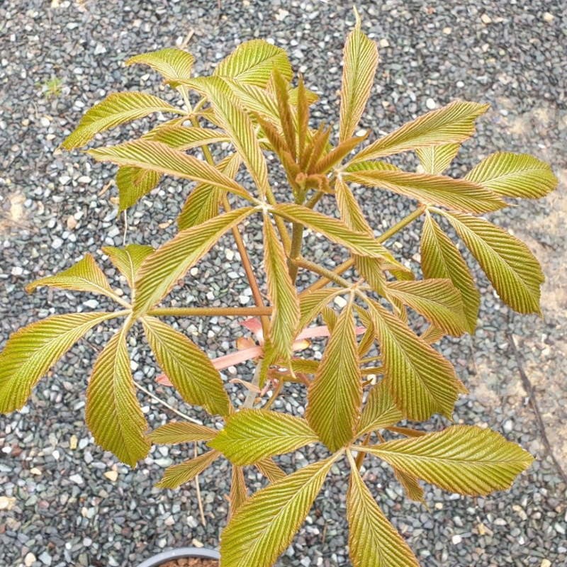 Aesculus pavia - young leaves in spring Aesculus pavia - young leaves in spring