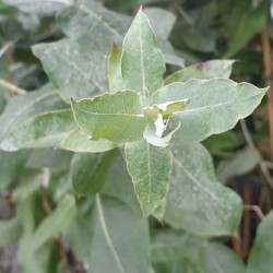 Eucalyptus globulus - young leaves