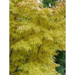 Acer palmatum 'Sango-kaku' - autumn colour