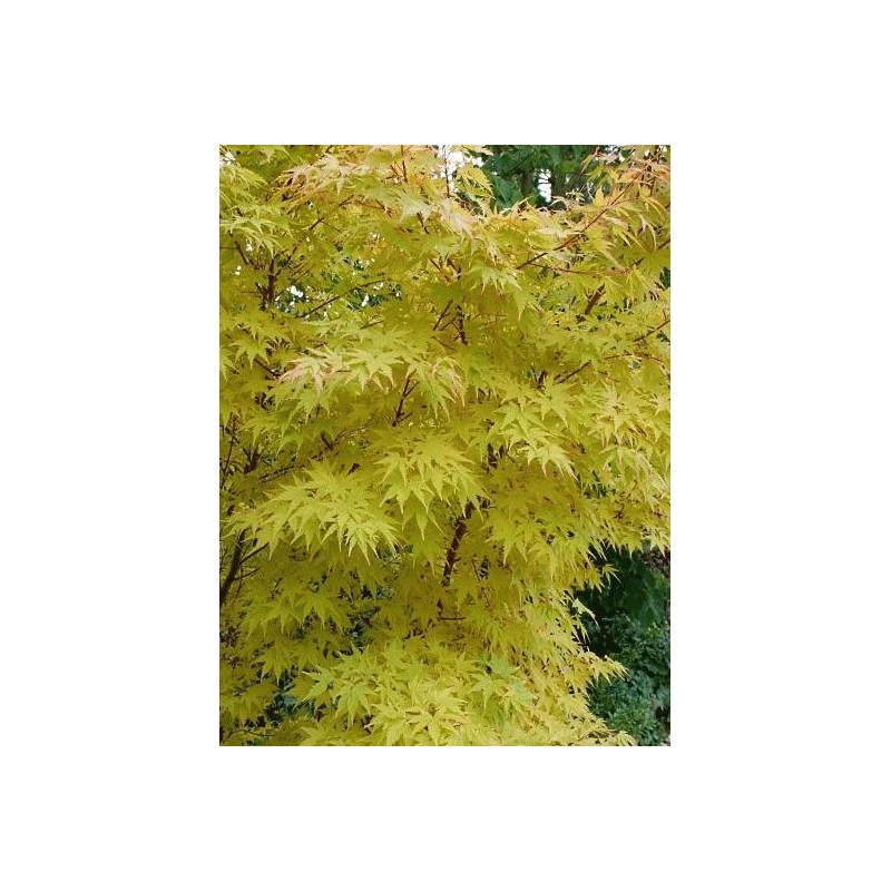 Acer palmatum 'Sango-kaku' - autumn colour