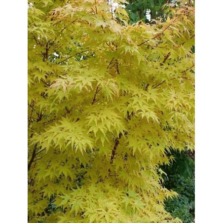 Acer palmatum 'Sango-kaku' - autumn colour Acer palmatum 'Sango-kaku' - autumn colour
