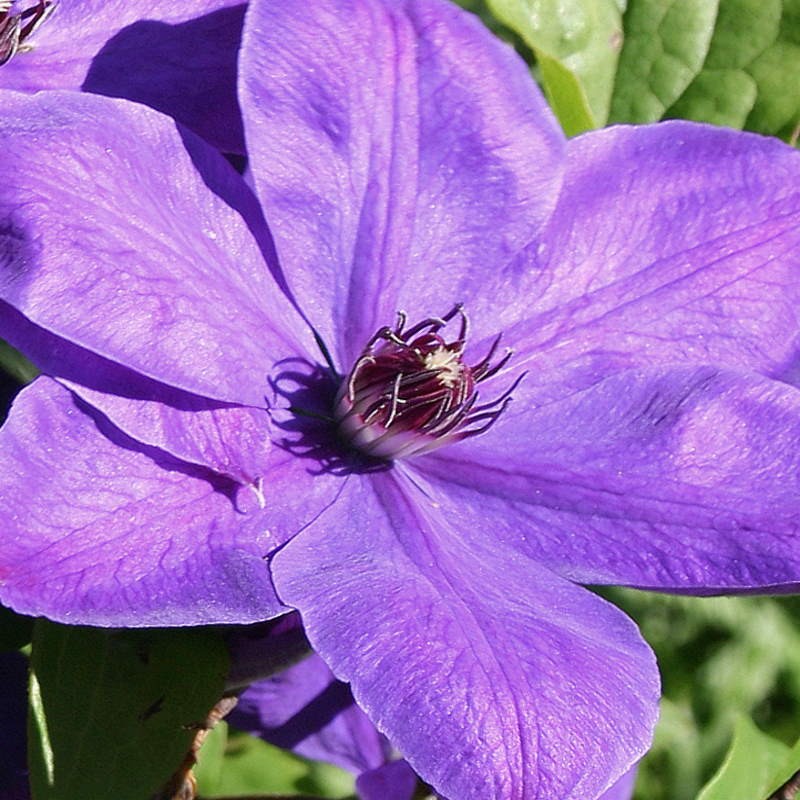 Clematis 'Xerxes' - summer flowers Clematis 'Xerxes' - summer flowers