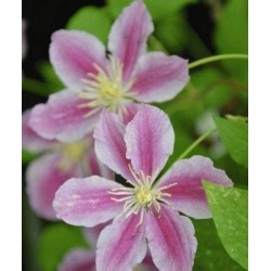 Clematis 'Piilu' - single flowers