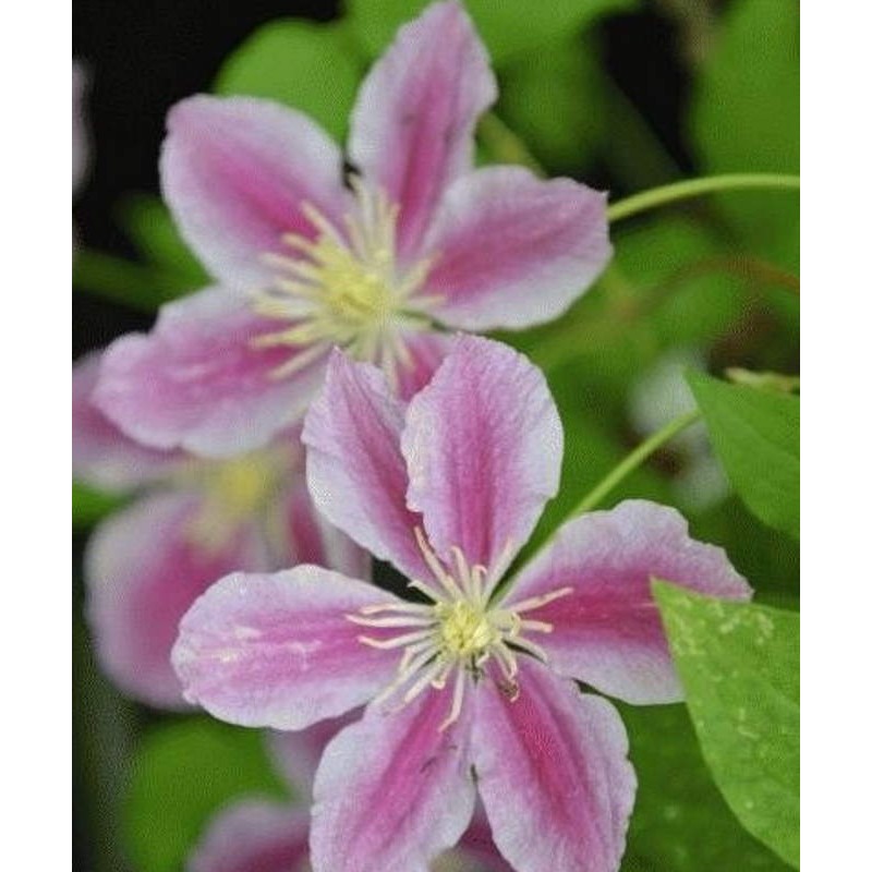 Clematis 'Piilu' - single flowers Clematis 'Piilu' - single flowers