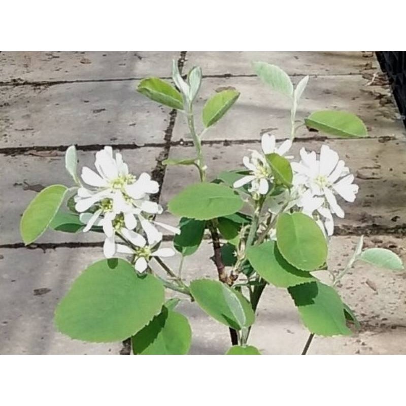 Amelanchier rotundifolia 'Helvetica' Amelanchier rotundifolia 'Helvetica'