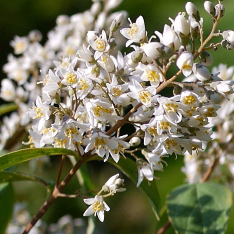 Deutzia ningpoensis - flower close up