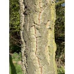 Quercus variabilis - bark