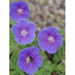 Geranium himalayense 'Gravetye' - summer flowers