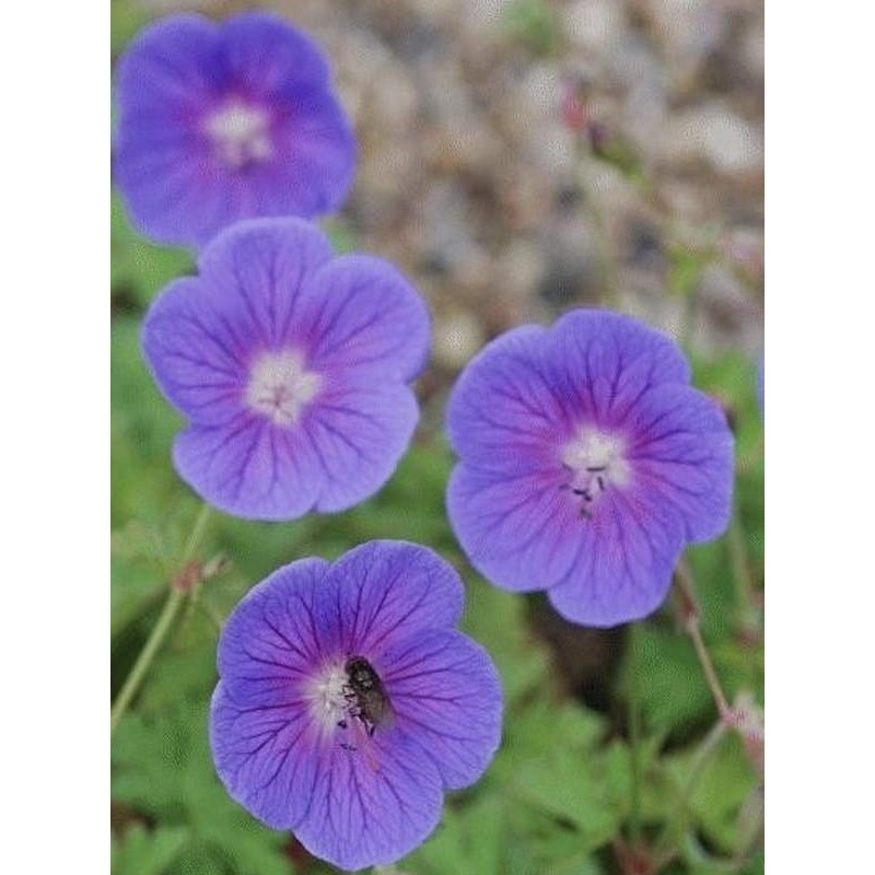 Geranium himalayense 'Gravetye' - summer flowers