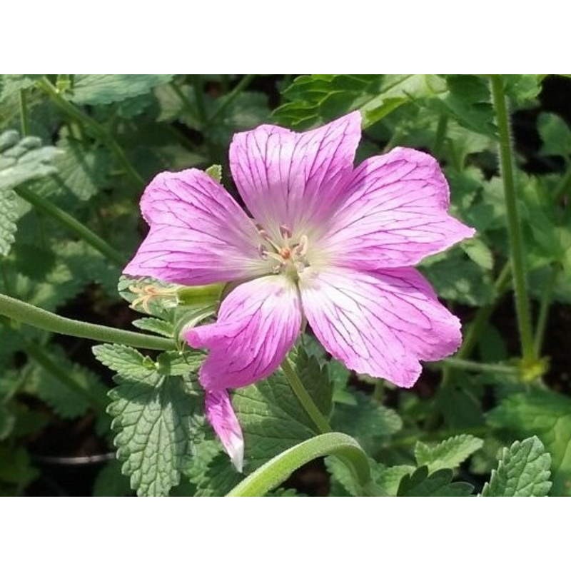 Geranium x oxonianum 'Claridge Druce' - summer flowers Geranium x oxonianum 'Claridge Druce' - summer flowers