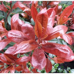 Photinia x fraseri 'Red Robin' - spring leaves