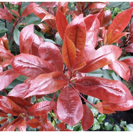 Photinia x fraseri 'Red Robin' - spring leaves