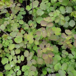 Thalictrum rochebrunianum - spring leaves