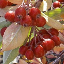 Aronia arbutifolia - berries in autumn