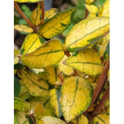 Trachelospermum asiaticum 'Summer Sunset' - winter leaves