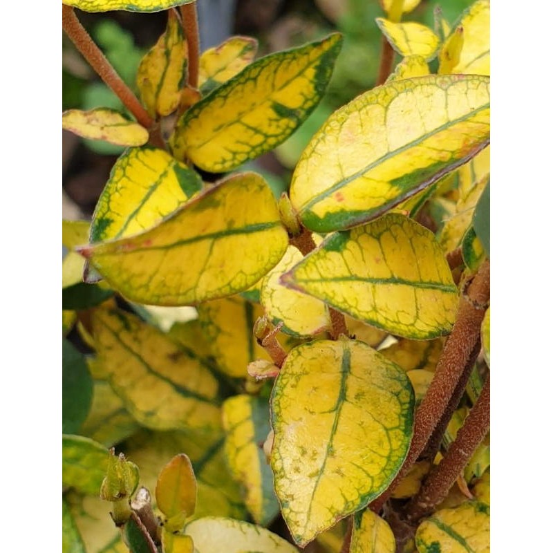 Trachelospermum asiaticum 'Summer Sunset' - winter leaves Trachelospermum asiaticum 'Summer Sunset' - winter leaves