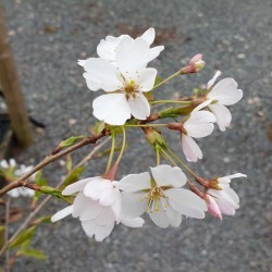 Prunus x yedoensis 'Akebono' - close up of flowers