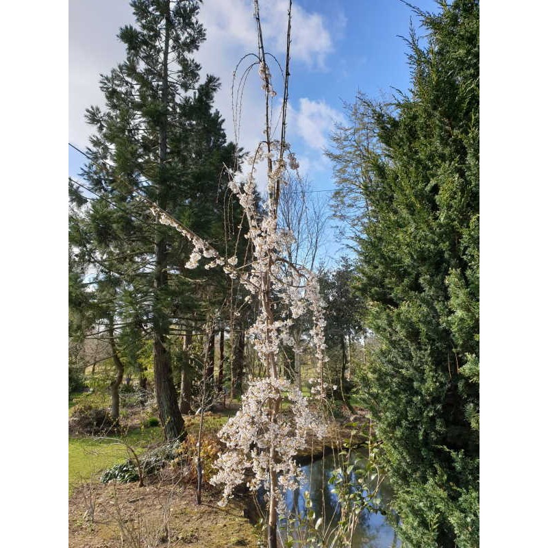 Prunus x yedoensis 'Shidare-Yoshino' - trained up a system of bamboo canes o grow as an elegant weeping tree.