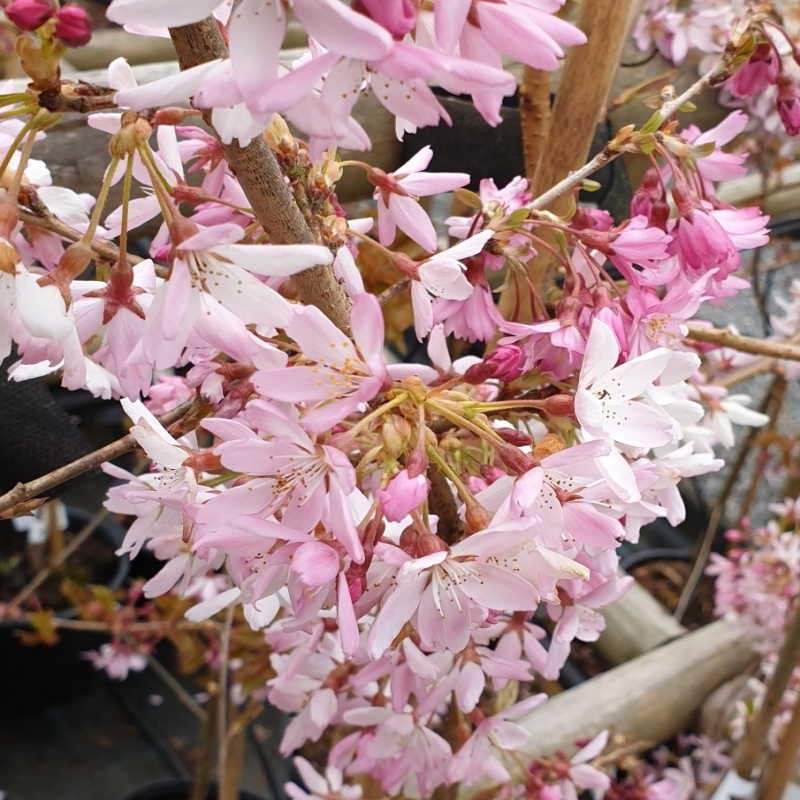 Prunus pendula 'Stellata' - close up of flowers