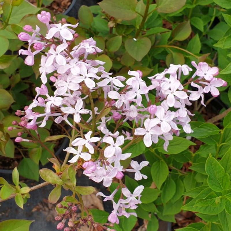 Syringa oblata var dilatata - late spring flowers Syringa oblata var dilatata - late spring flowers