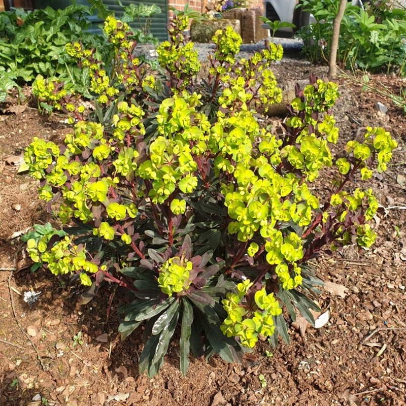 Euphorbia amygdaloides 'Purpurea' - established plant flowering in Spring Euphorbia amygdaloides 'Purpurea' - established plant flowering in Spring