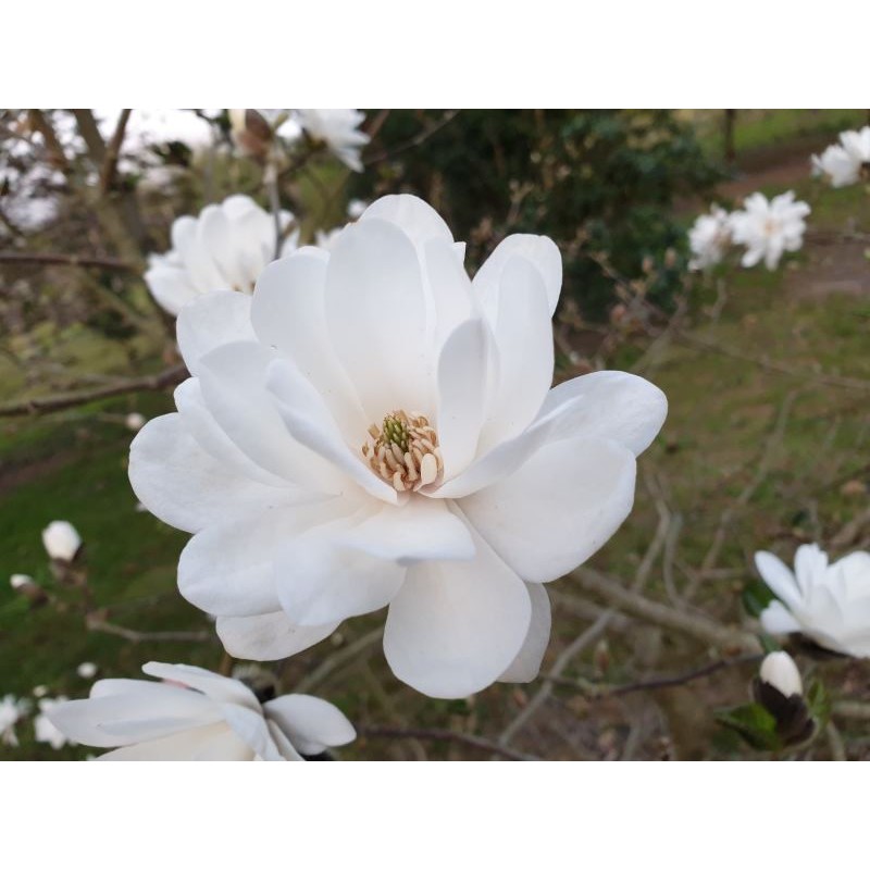 Magnolia x loebneri 'Mag's Pirouette' - flowers in early - mid April